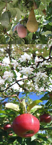 Fruit and Flowering Trees Collage