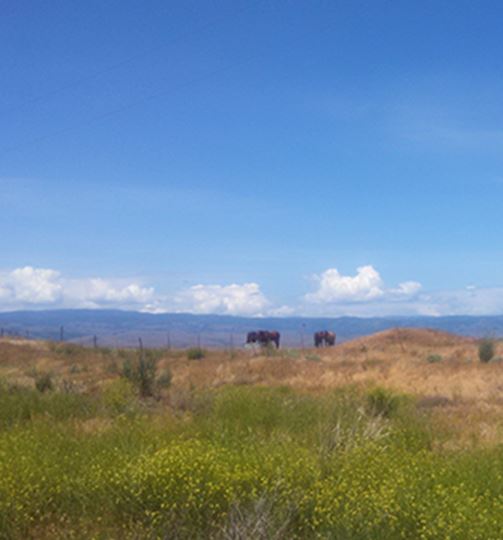 Animals roaming on the grass against a blue sky