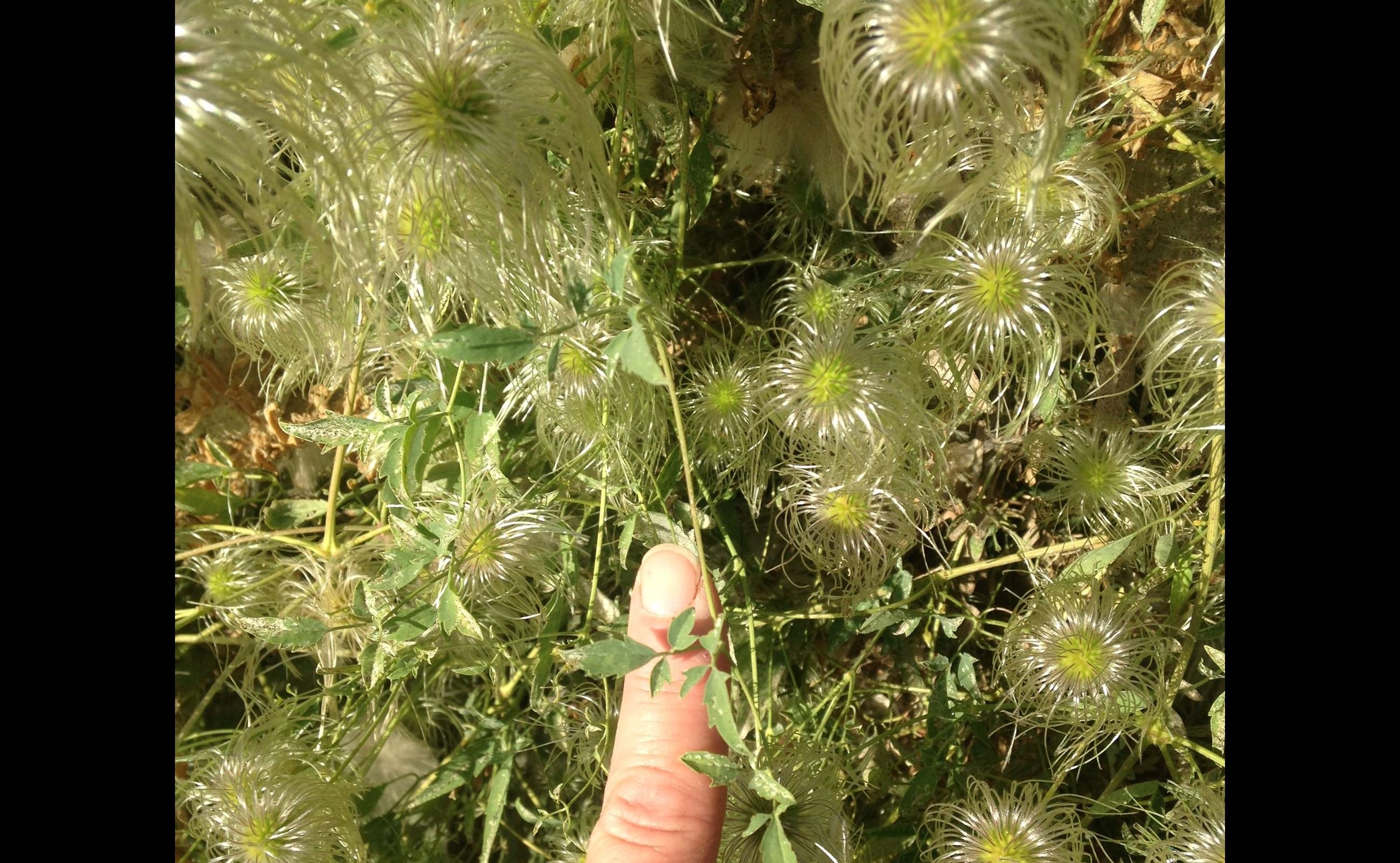 611 n 8th St. Zillah 9