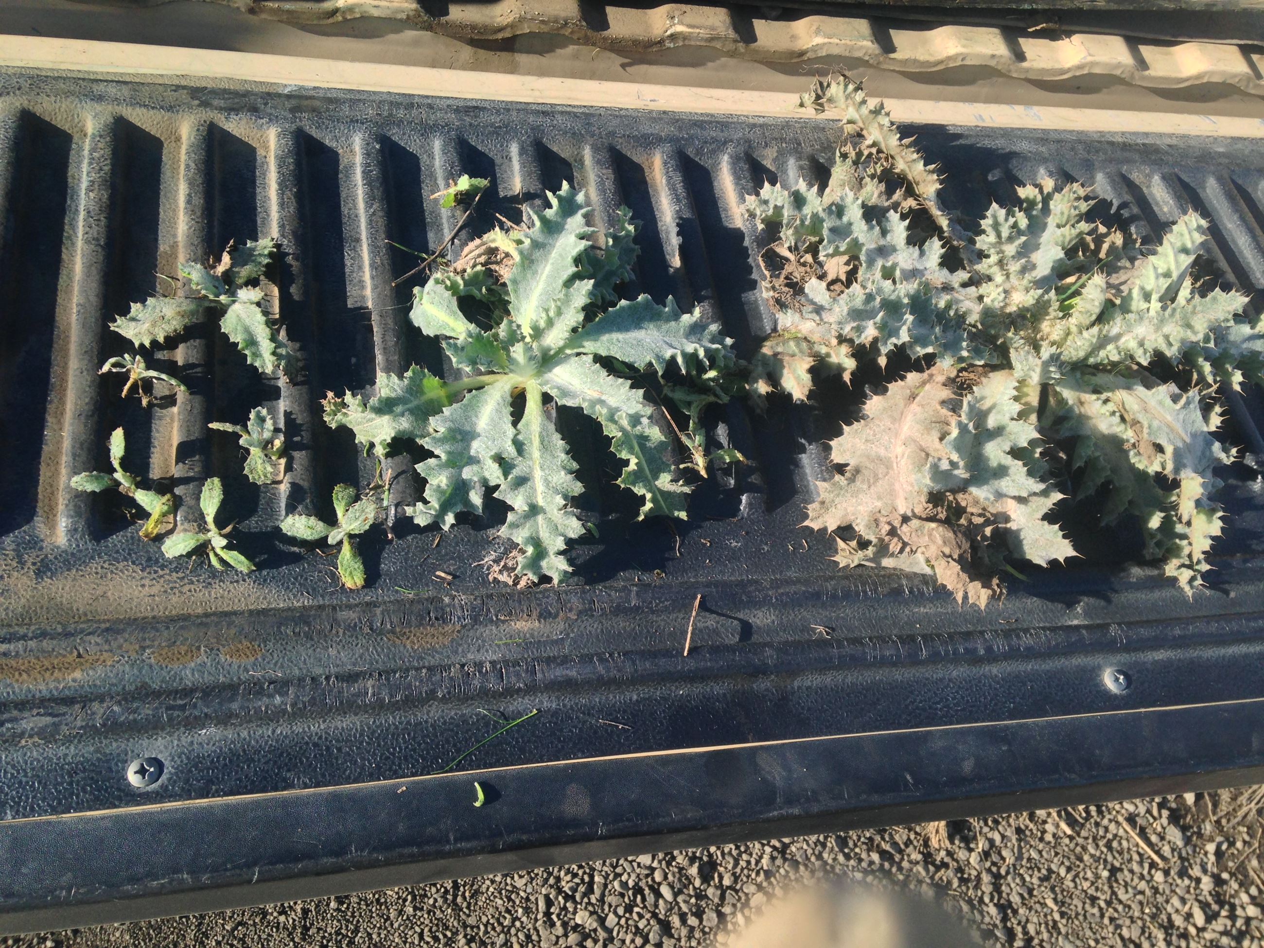 scotch thistle stages 