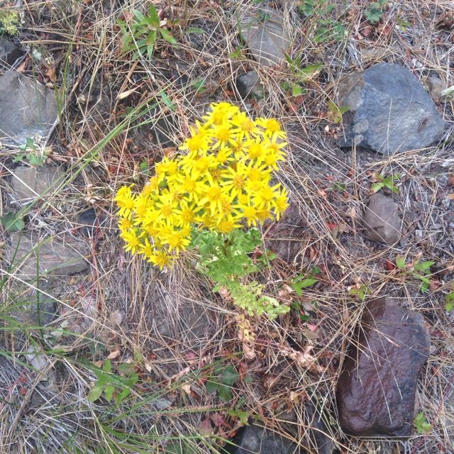 Tansy Ragwort
