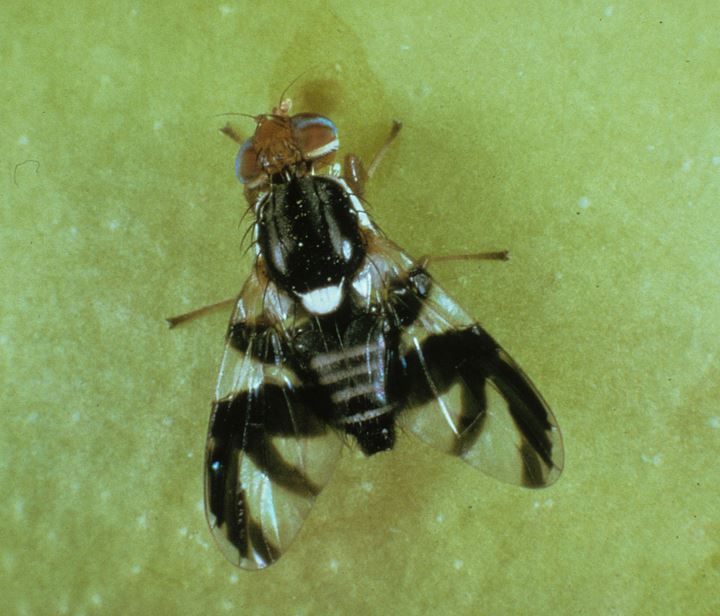 OPM_applemaggot01_Chelan County_treefruit.wsu.edu