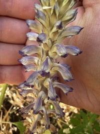 Orobanche cumana sunflower broomrape