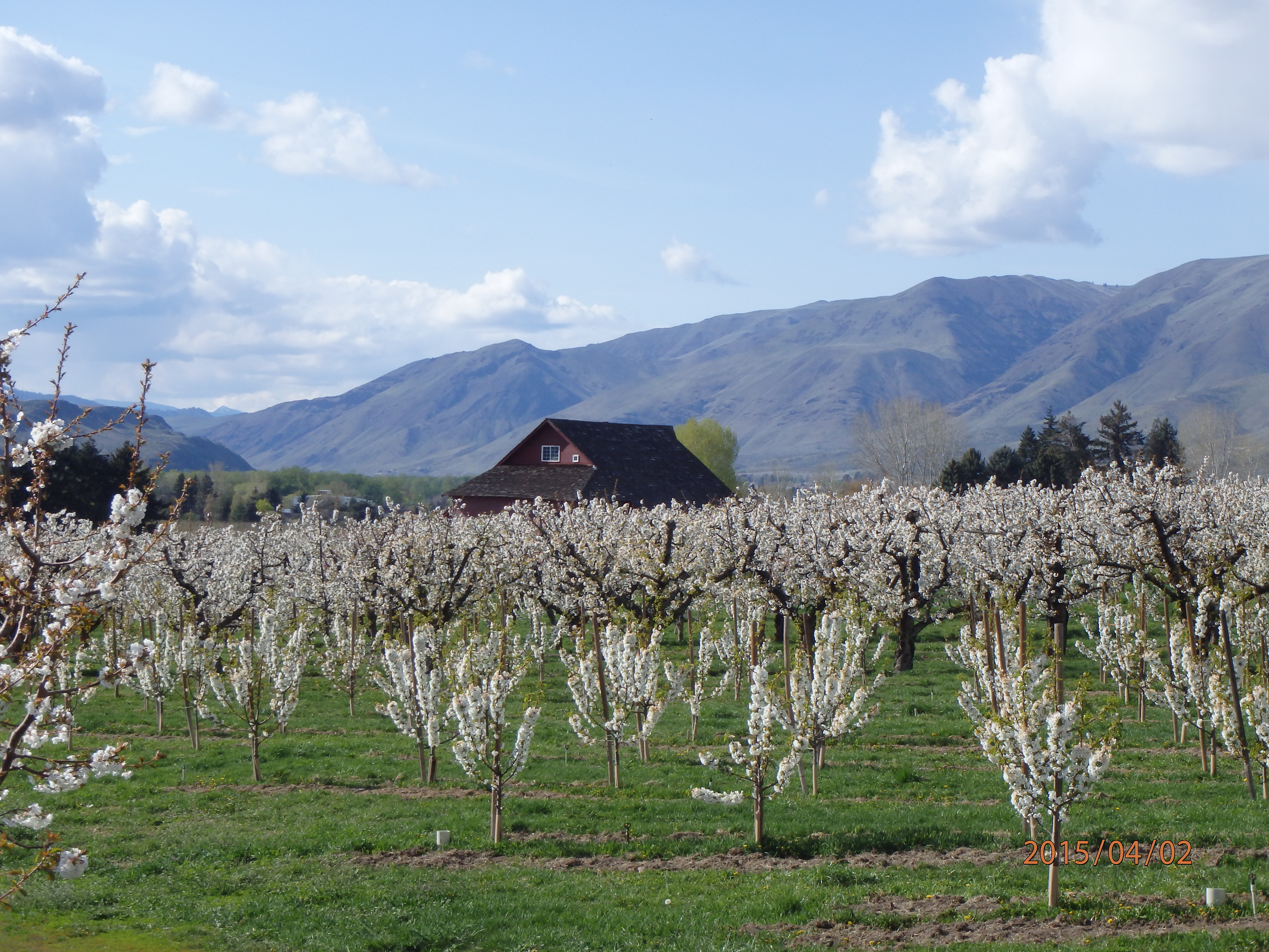 Mountain and Blooming Orchard